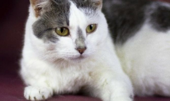 В Туле 31 мая пройдет благотворительная акция "Машина добра"