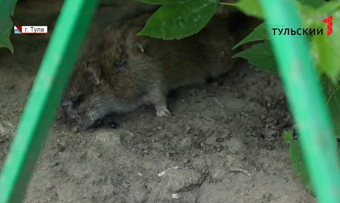 В Туле многоквартирные дома в Заречье атакуют крысы