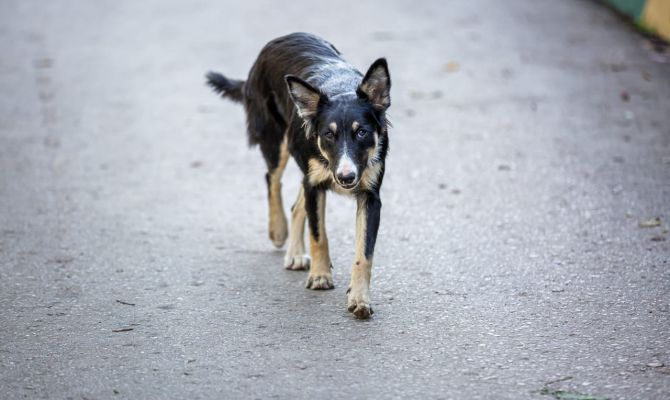 В Тульской области ввели новые правила обращения с бездомными животными