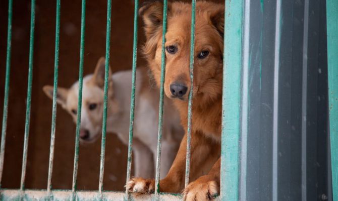 В тульском приюте стартовала акция помощи животным без куратора
