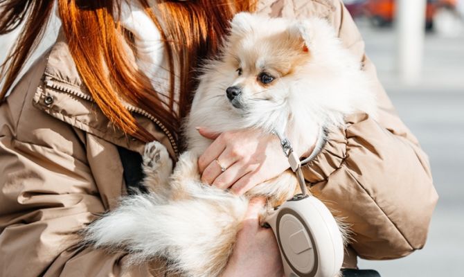 В России начнут штрафовать за нарушения правил выгула собак