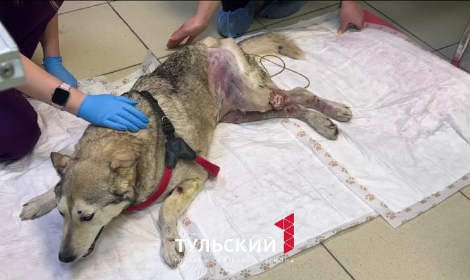 В Туле возле магазина "Метро" сбили собаку