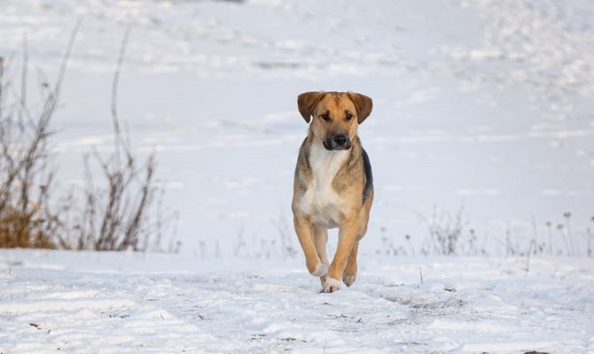 В Новомосковске бездомная собака покусала пенсионерку