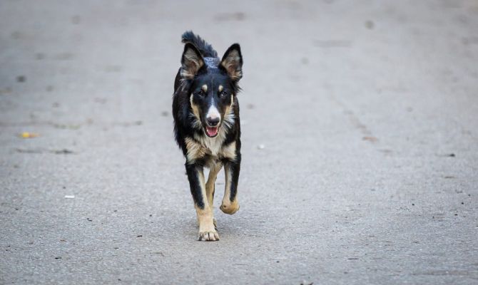 На щекинскую администрацию подали в суд из-за нападения бездомной собаки на ребенка