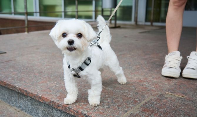 В России хотят обязать хозяев убирать за питомцами в подъездах