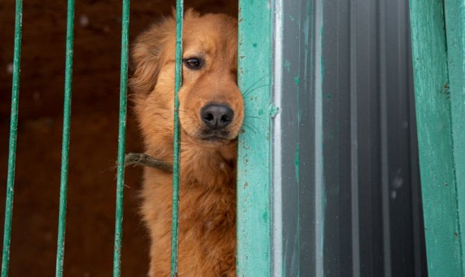 В Кимовске 13-летнюю девочку покусали две собаки 