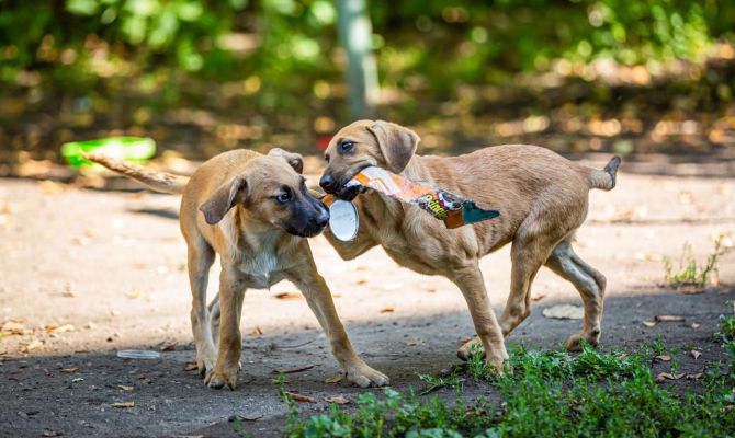 "Нюхают траву и падают в обморок": зоозащитники сообщили о массовом отравлении собак в Туле