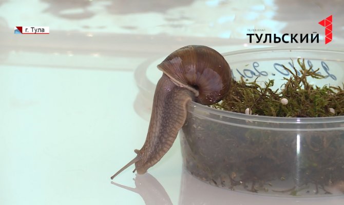 Кошки, собаки и даже улитки: сегодня во всем мире отмечают день домашних животных