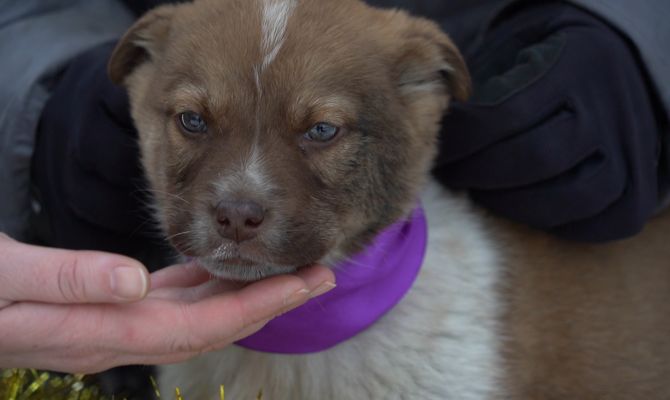 Жителям Донского во двор подкидывают собак: как наказать бессовестных хозяев