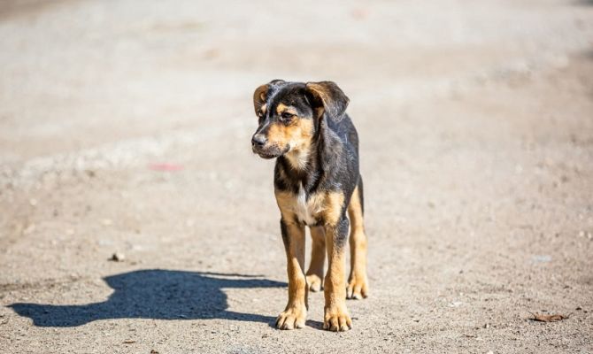 Ветеринар назвала 5 самых токсичных продуктов для собак