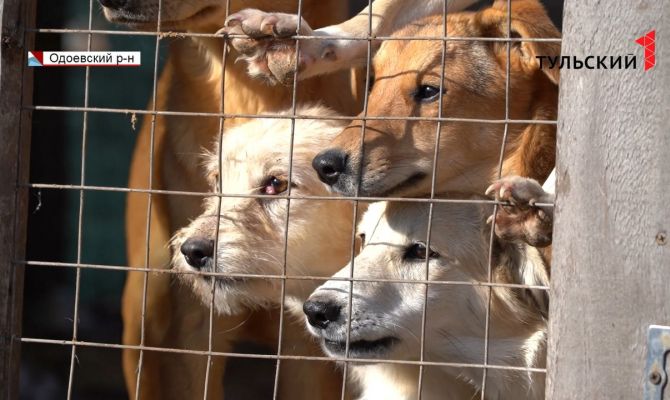 Массовое отравление собак в приюте под Одоевом: такие случаи фиксируют в разных городах России