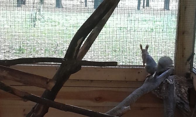 В Веневском парке установили новые домики для белок