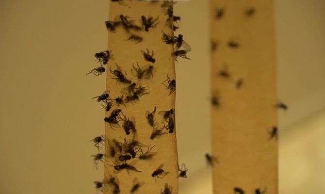 Жителей деревни под Тулой держат в страхе полчища мух