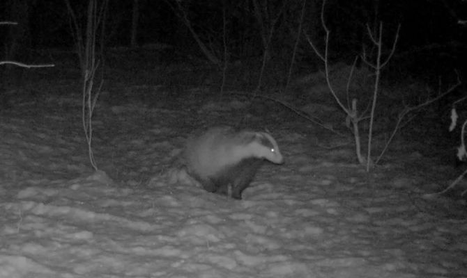 На границе Тульской области заметили не впавшую в спячку семью барсуков