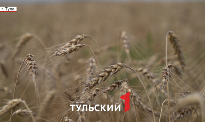 В Тульской области под угрозой оказались тонны урожая зерна