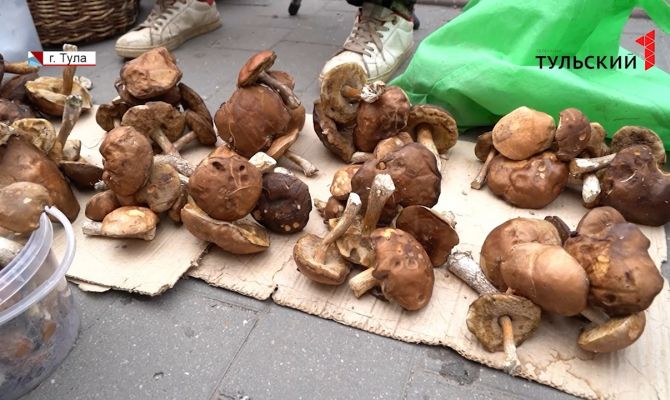 Где тулякам купить вкусные и безопасные грибы: советы от Роспотребнадзора