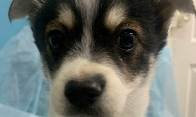 В Туле приют проводит акцию помощи бездомным животным