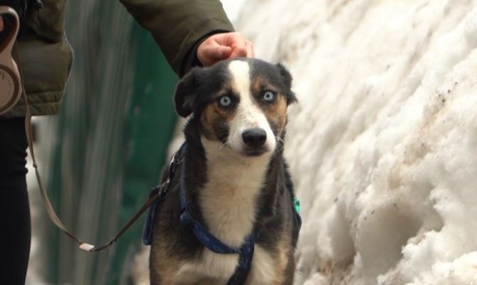 В Туле на дороге нашли гниющую заживо собаку