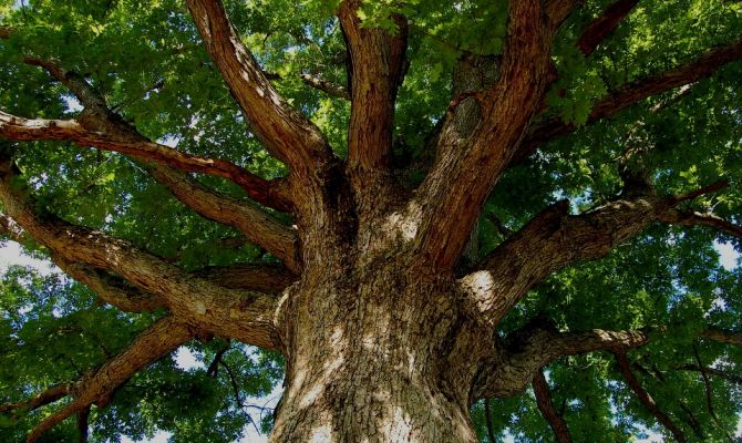 Жители Тульской области смогут поддержать Россию на международном конкурсе «Европейское дерево года - 2019»