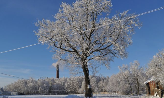 В Веневе уничтожили "Монастырский дуб" охватом 4 метра и возрастом 300 лет