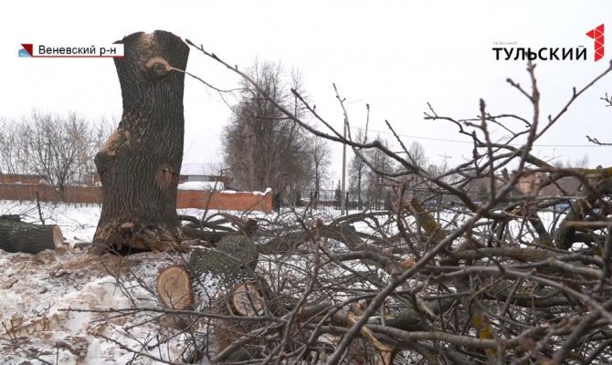 Дерево раздора: почему был уничтожен 300-летний «Монастырский дуб» в Веневе