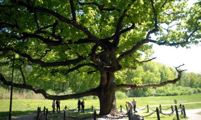 Туляки проголосуют за дерево года