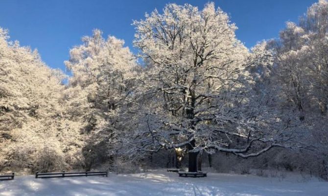 Туляка оштрафуют на 400 000 рублей за два спиленных дуба