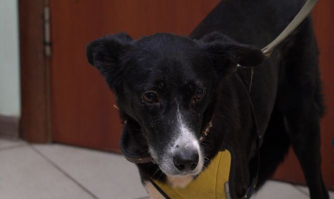 Жизнь на трех лапах: в Туле ищет дом особенный пес