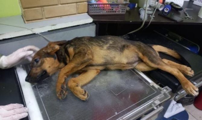 В Узловой щенка выкинули с 4 этажа: волонтеры ищут свидетелей