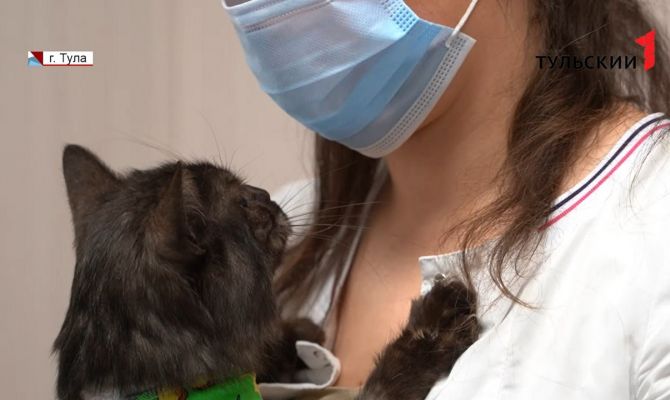 Под Тулой брошенные на морозе бездомные животные ищут новых хозяев