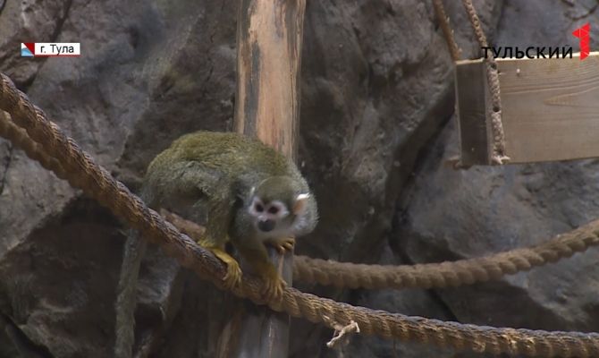 Как переживают самоизоляцию питомцы тульского экзотариума