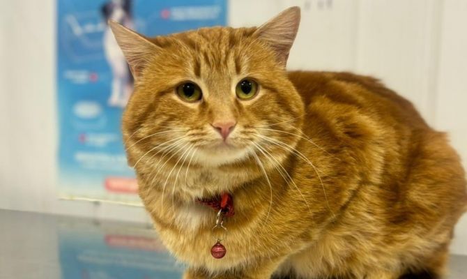 Тульский приют "Любимец" предложил взять животных домой в память о погибшем коте Твиксе