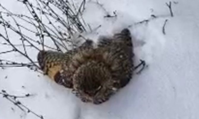 Орнитолог назвала причину гибели сов в Тульской области