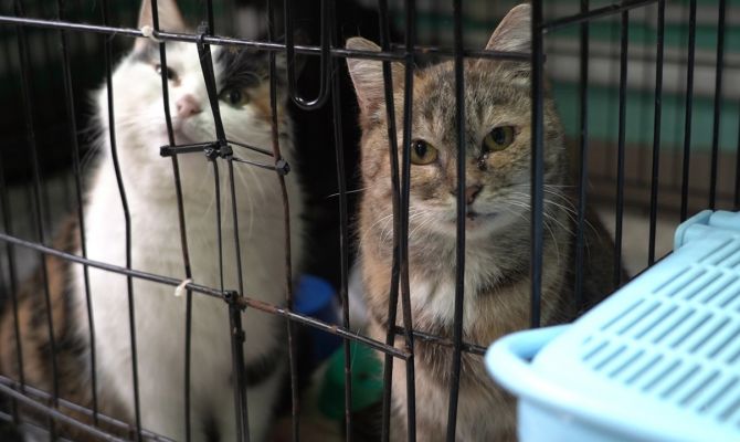 «Очень-очень ищет дом»: в Туле кота заново учат ходить после перелома таза