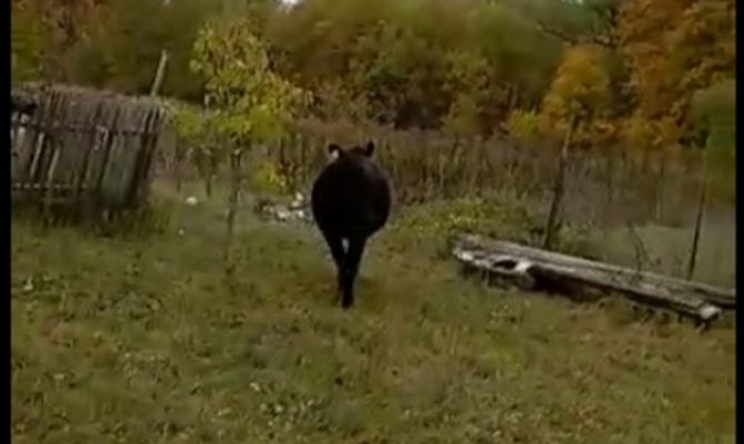 Жители Щекинского района пожаловались на "гулящих" коров