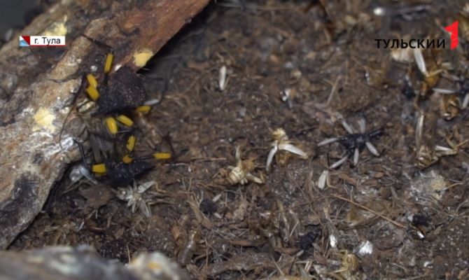 Коллекцию тульского Экзотариума пополнили ядовитые клопы и гигантские тараканы