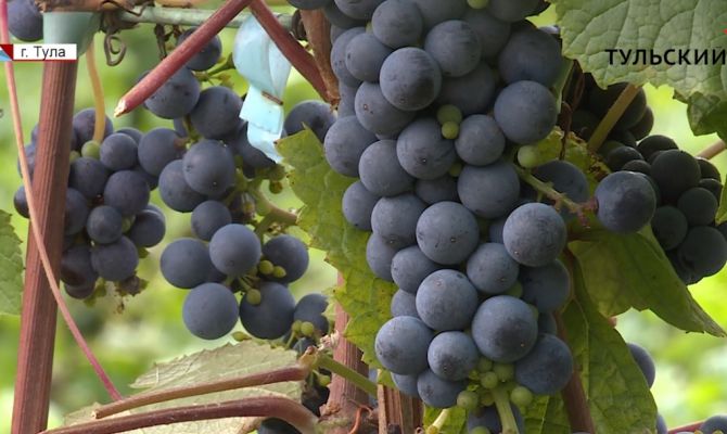 Тульский селекционер вывел новый вид винограда