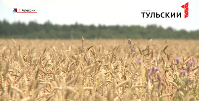 В России резко подорожало пшено: какова ситуация в Тульской области