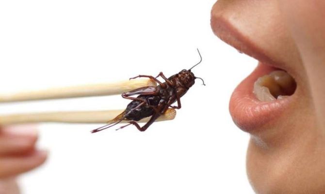 Ученые рассказали, почему люди могут есть насекомых 