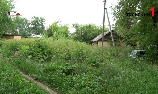 Каменные джунгли: тульские дворы заполонили сорняки высотой в человеческий рост