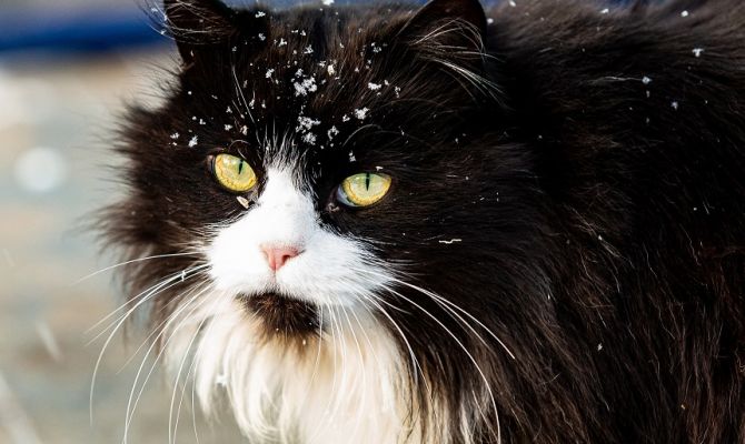 В ночь на 28 ноября в Тульской области пройдет небольшой снег