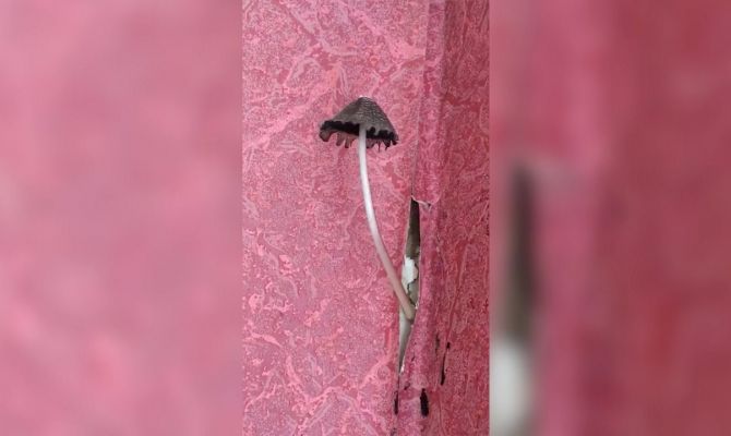 Из-за затянувшегося ремонта в квартире жительницы Кимовска выросли грибы