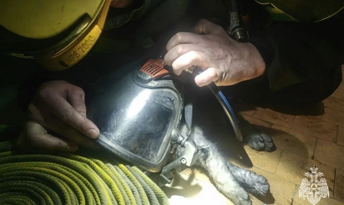 Человека и кота спасли из горящей 9-этажки в Ефремове