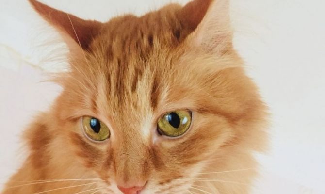 Среди россиян повысился спрос на кошек