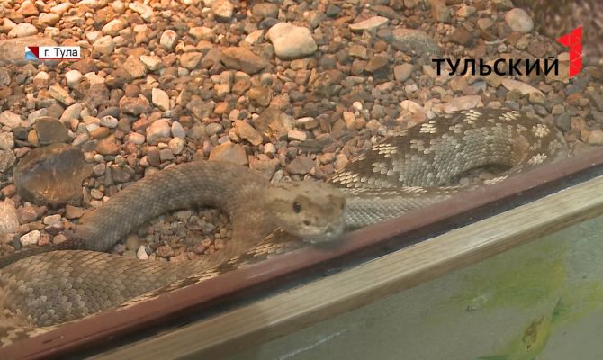 В Тульском экзотариуме змеи выходят из зимней спячки