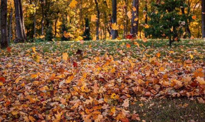 Россиян предупредили об опасности опавшей листвы