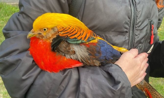 В Туле золотого фазана покусала бродячая собака