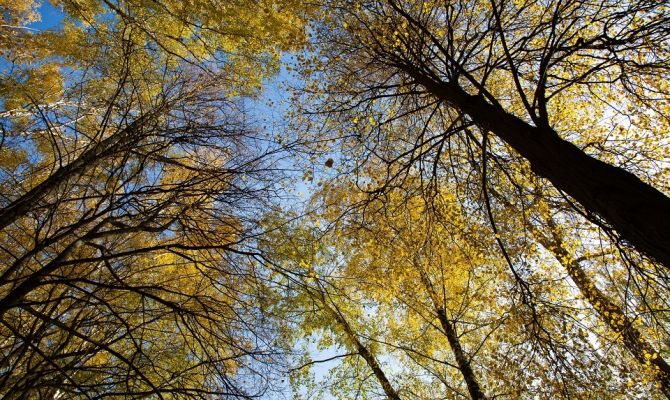 19 октября в Тульской области будет повышенное атмосферное давление