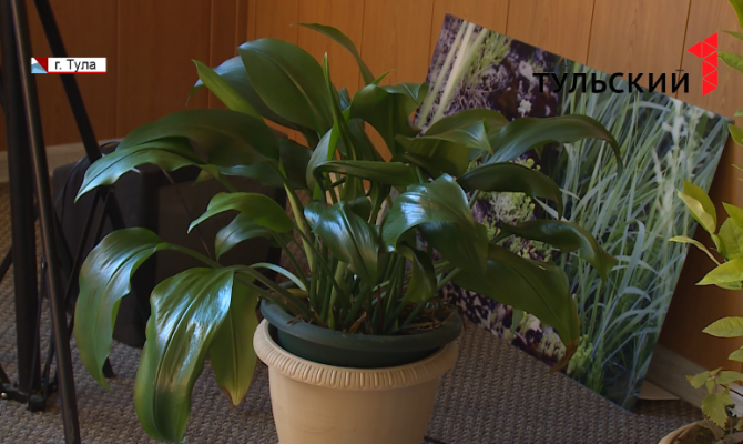 В Туле на Косой Горе откроют интерактивную экошколу