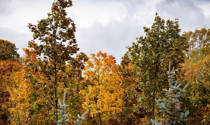 Туляков приглашают принять участие в сборе желудей